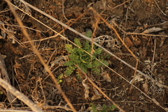Chorispora sibirica