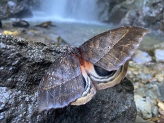 Automeris postalbida