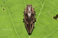 Chalcophora japonica