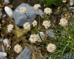 Perideridia californica