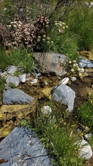 Perideridia californica