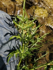 Perideridia californica