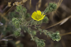 Deinandra bacigalupii