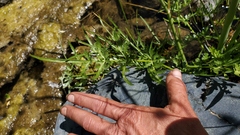 Perideridia californica