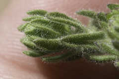 Deinandra bacigalupii