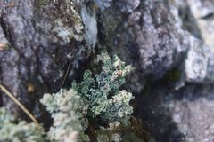 Scutula stereocaulorum