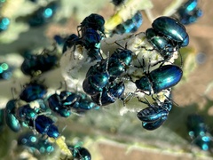 Chrysochus cobaltinus