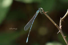 Coenagrion aculeatum