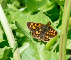 Carterocephalus mandan