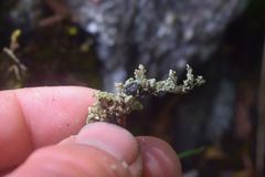 Scutula stereocaulorum