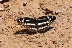 Limenitis sulpitia