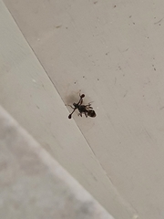 Insecta