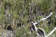 Chloropyron palmatum