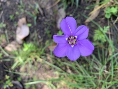 Ennealophus foliosus