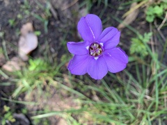 Ennealophus foliosus