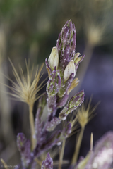 Chloropyron palmatum