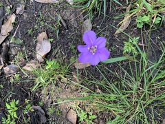 Ennealophus foliosus