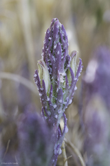 Chloropyron palmatum