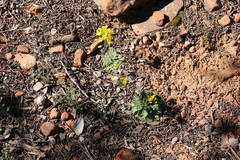 Draba asprella