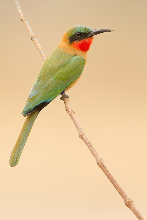 spole ignorere støvle Red-throated Bee-eater (Birds of the WAP complex) · iNaturalist