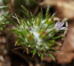 Eriastrum abramsii