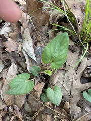Viola villosa