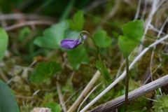Viola langsdorffii