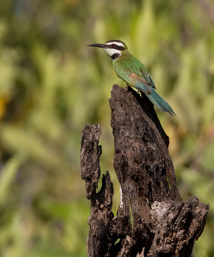 White-throated Bee-eater