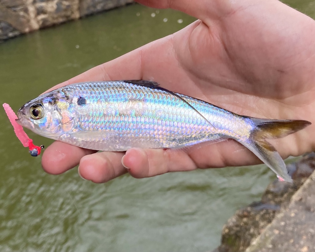 Threadfin Shad from Front Ave, Columbus, GA, US on March 16, 2022 at 03
