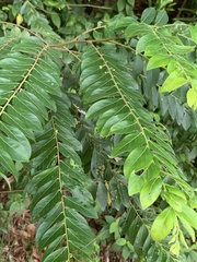 Glochidion zeylanicum