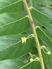 Glochidion zeylanicum