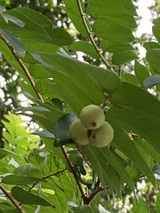 Glochidion zeylanicum