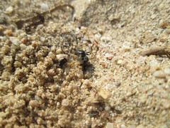 Andrena flavipes