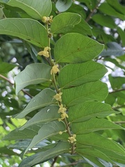 Glochidion zeylanicum