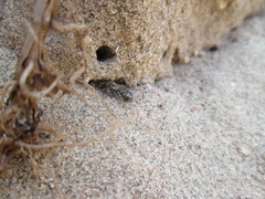 Andrena flavipes