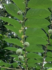 Glochidion zeylanicum