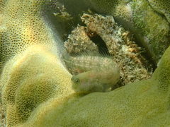 Salarias alboguttatus