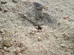 Andrena flavipes
