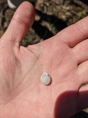 Triodopsis tridentata