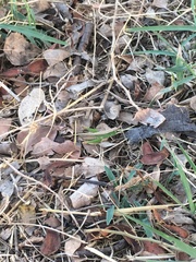 Dichromorpha prominula