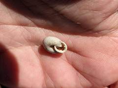 Triodopsis tridentata