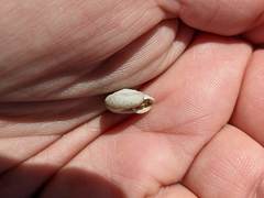 Triodopsis tridentata