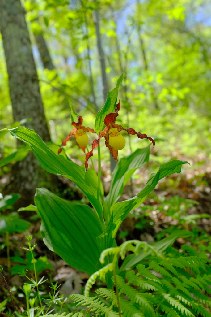 Cypripedium parviflorum Salisb. 4