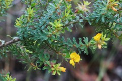 Pultenaea rostrata