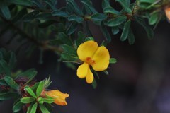 Pultenaea rostrata