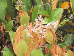 Miconia caudata