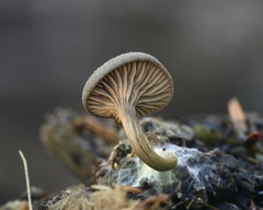 Entoloma edulis