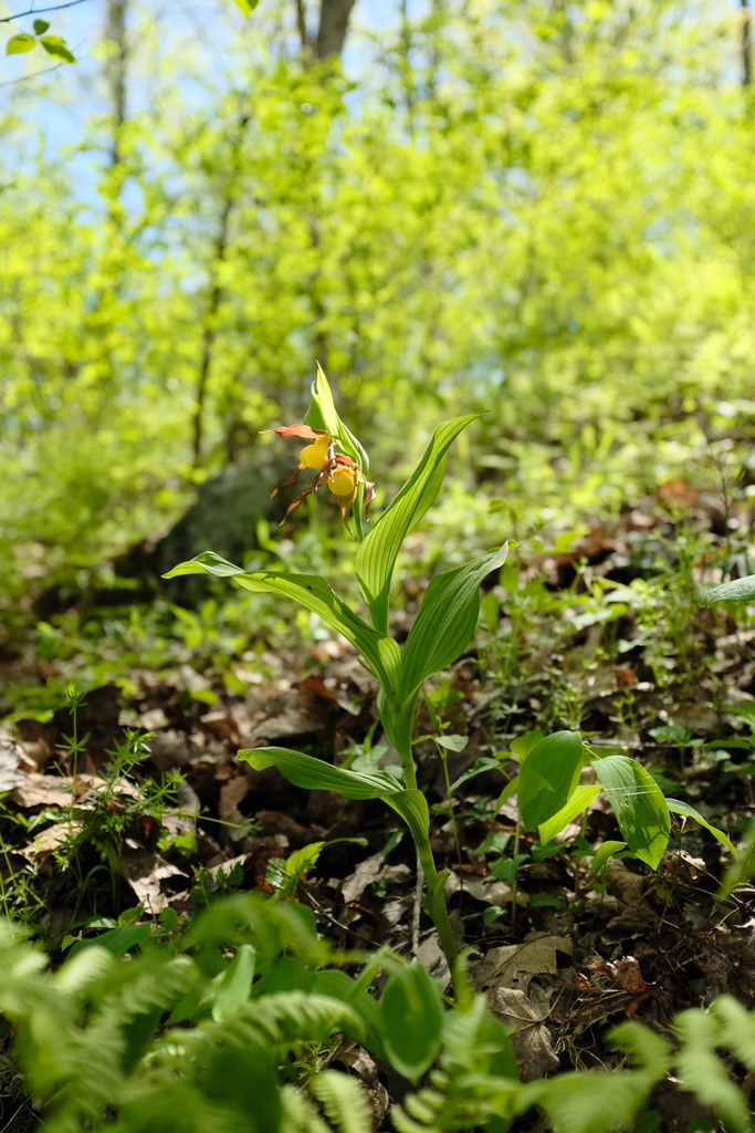 Cypripedium parviflorum Salisb. 5
