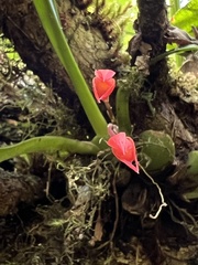 Maxillaria coccinea
