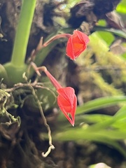 Maxillaria coccinea